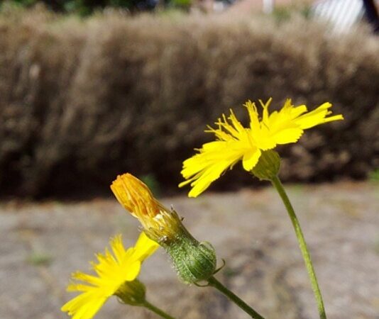 Foto bij bericht 25 maart Noordwijk